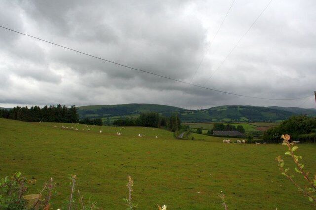 Sheep in the fields Sheep in the pasture near Rhosferig