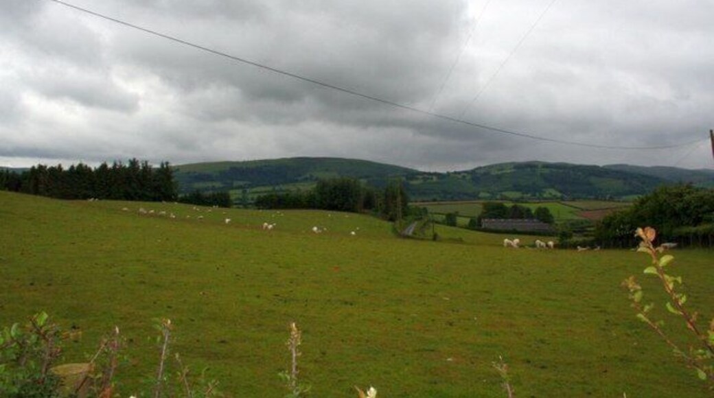 Sheep in the fields Sheep in the pasture near Rhosferig