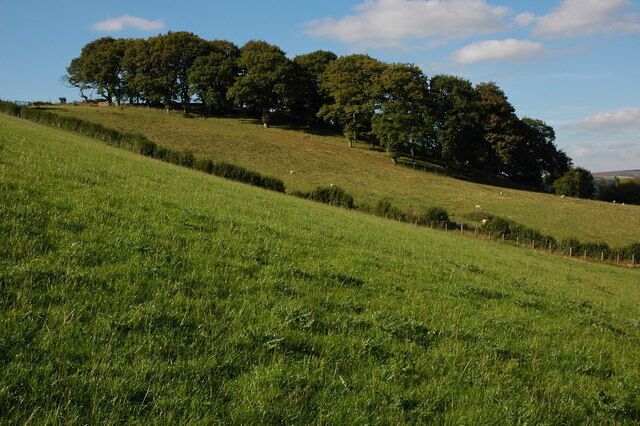 Trees above Tyleheulog Trees above Tyleheulog in Cwm Rhiwaiu.