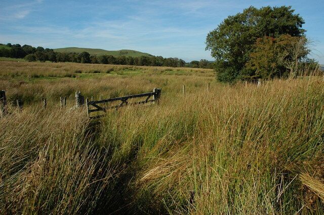 Rough grassland above Carno Wet rough grassland above Carno.