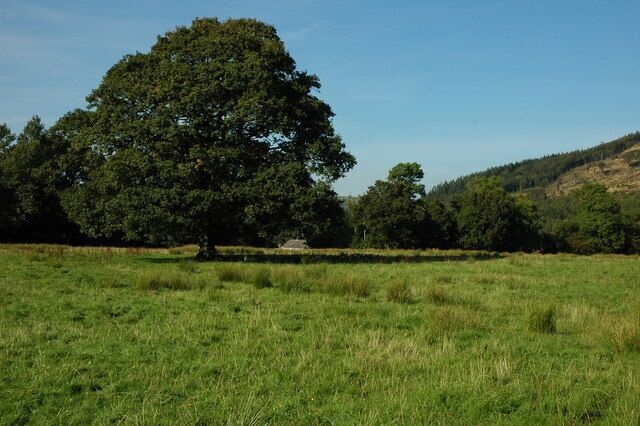 Oak tree in a field near Carno