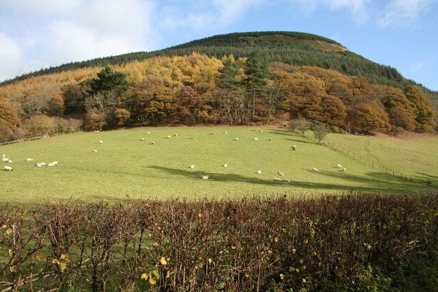 A green hillside with sheep grazing and autumn-colored trees.