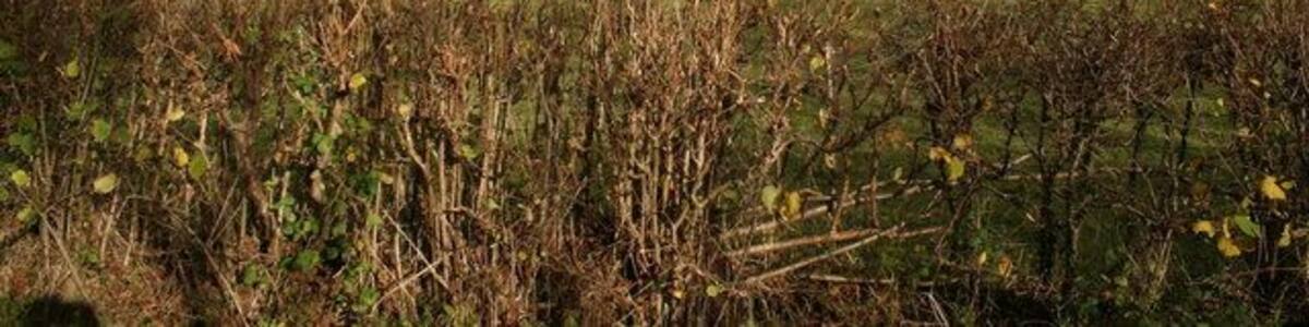 Low pastures at Glyn Feinion These low sheep pastures with traditional hedges lie at the foot of Y Foel (435m) in the valley of the Nant Feinion. The photo is taken near Glyn Feinion farm from the lane that follows the stream down to Glan-Feinion on the A470. The hill slopes beyond the upper edge of the field are heavily forested.