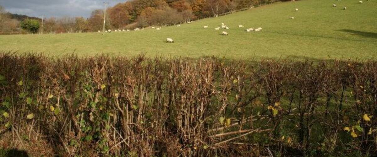 Low pastures at Glyn Feinion These low sheep pastures with traditional hedges lie at the foot of Y Foel (435m) in the valley of the Nant Feinion. The photo is taken near Glyn Feinion farm from the lane that follows the stream down to Glan-Feinion on the A470. The hill slopes beyond the upper edge of the field are heavily forested.