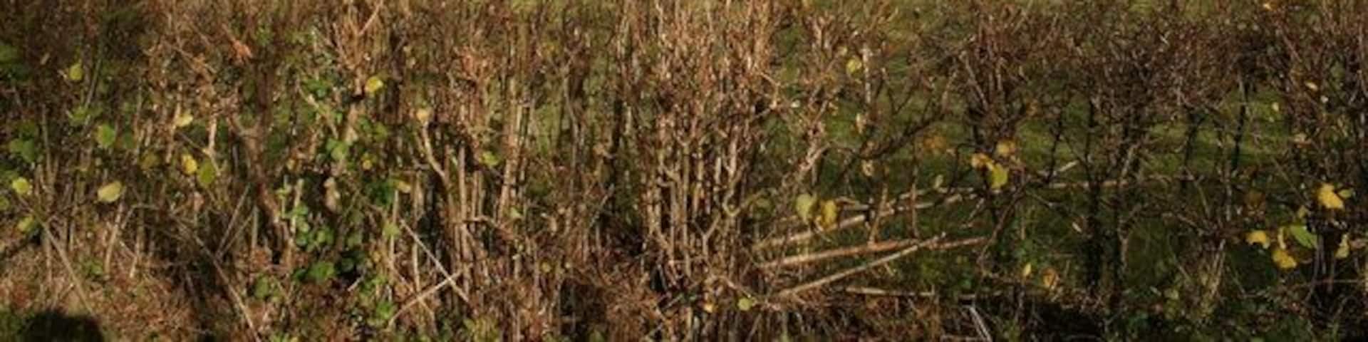 Low pastures at Glyn Feinion These low sheep pastures with traditional hedges lie at the foot of Y Foel (435m) in the valley of the Nant Feinion. The photo is taken near Glyn Feinion farm from the lane that follows the stream down to Glan-Feinion on the A470. The hill slopes beyond the upper edge of the field are heavily forested.