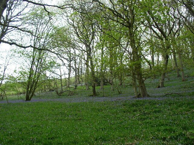 Woods near Melin y Wig. Bluebell woods.