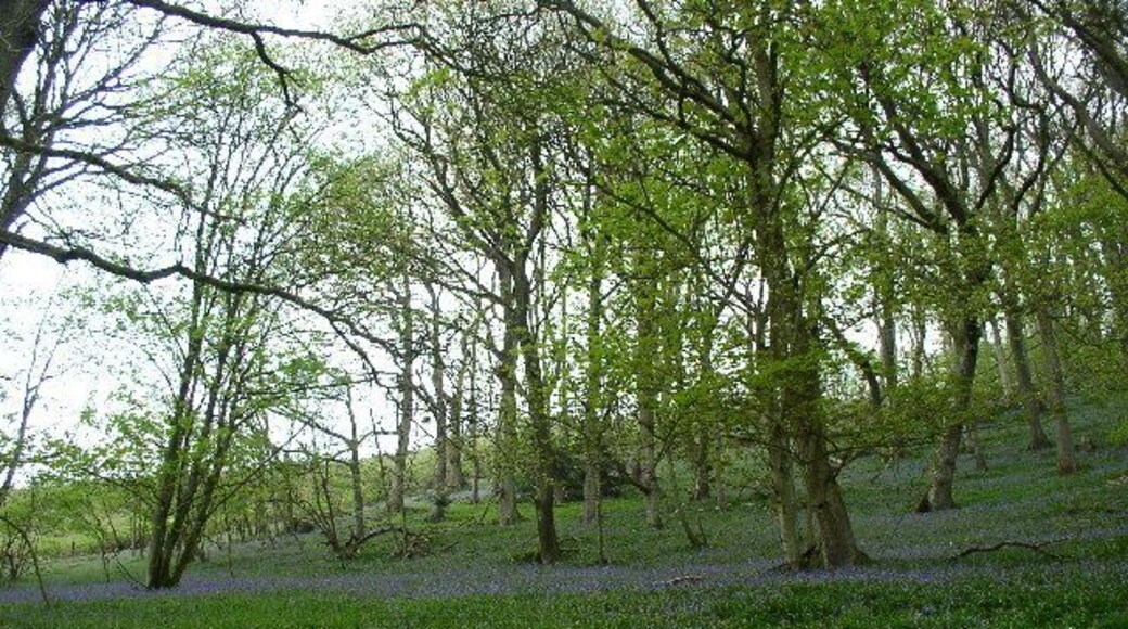 Woods near Melin y Wig. Bluebell woods.