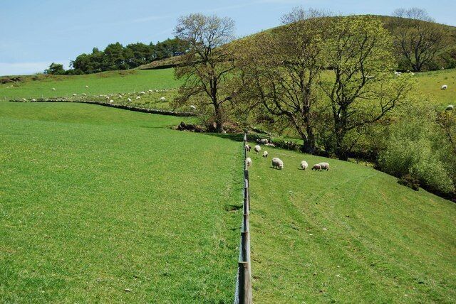 A good recently erected sheep fence The only way to ensure good management of grassland is to have good quality field divisions. It allows control of stock numbers, enables fields to be set aside for conservation and enables supplementary feeding regimes to be implemented.