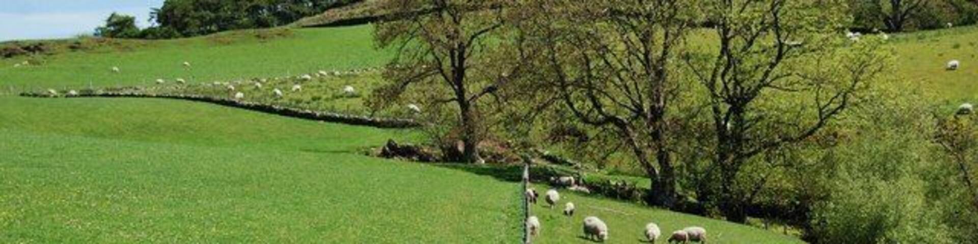 A green field with sheep grazing, a stone wall, and trees on a hillside.