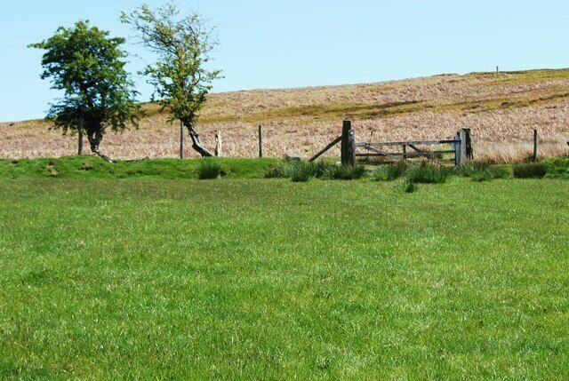 Un campo cubierto de césped con una valla de madera y un árbol.