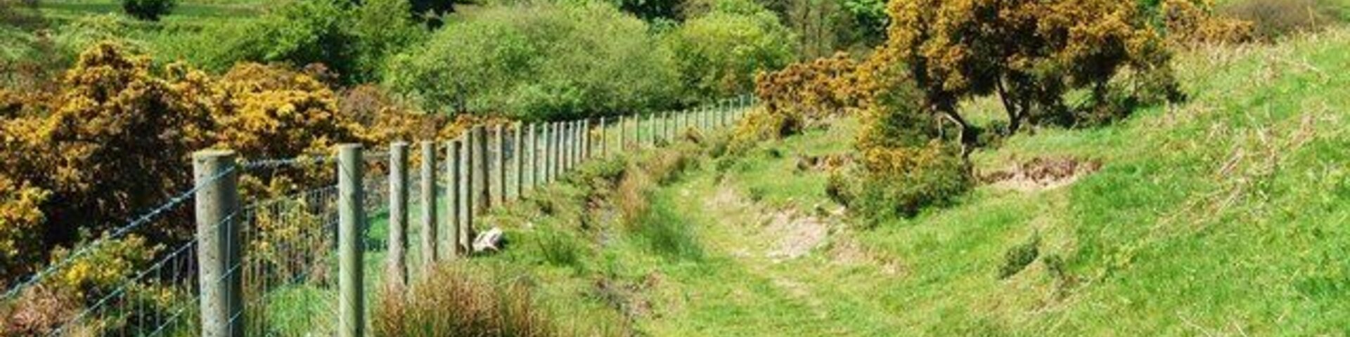 Paisagem rural com um caminho cercado, colinas ondulantes e árvores dispersas.