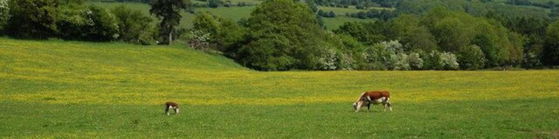 The Sugar Loaf The Sugar Loaf viewed from the towpath of Monmouthshire and Brecon Canal near Llangattock.