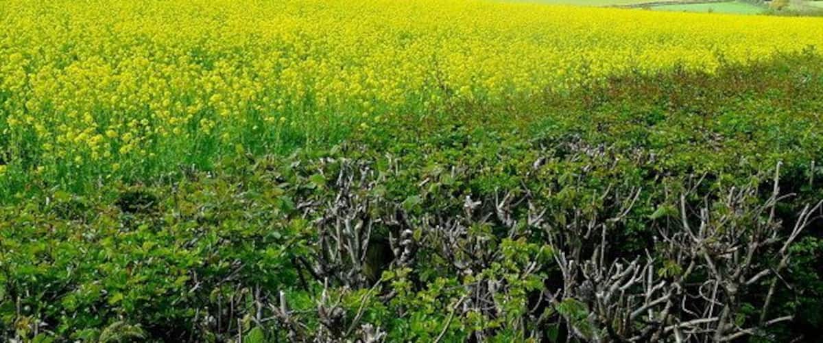 Table Mountain in relief Looking north from the road by Coed Cefn, the outlier is framed against the dark bulk of Pen Cerrig-calch. The foreground is an arable field of rape.