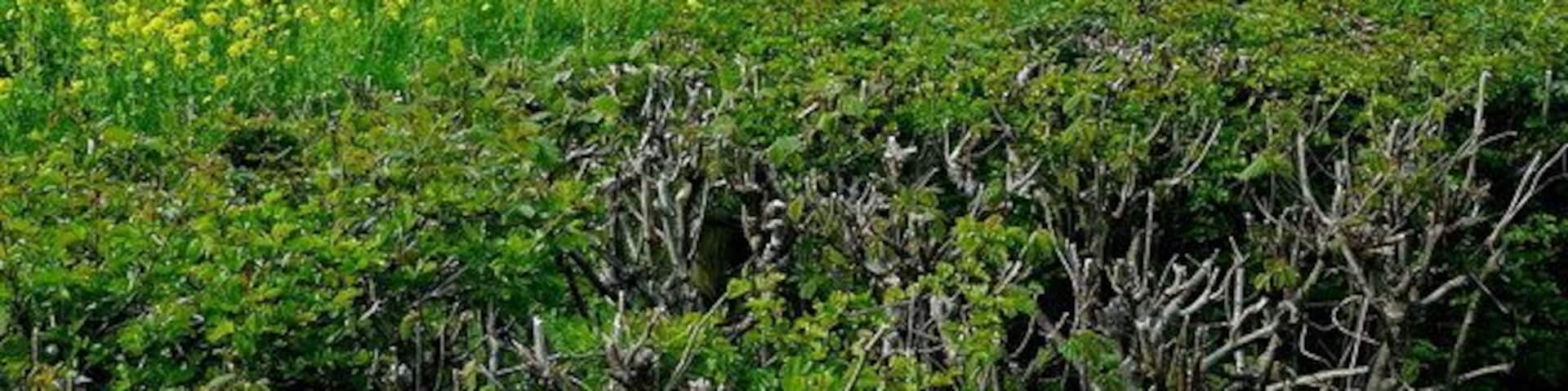 Table Mountain in relief Looking north from the road by Coed Cefn, the outlier is framed against the dark bulk of Pen Cerrig-calch. The foreground is an arable field of rape.