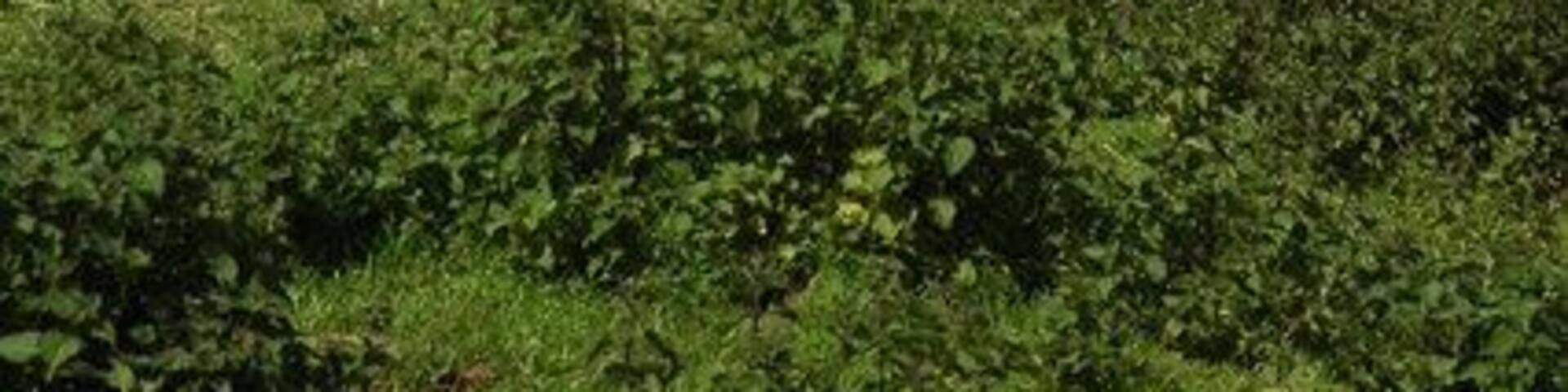 View to the north from Ty-Rachel barn View north across the Usk Valley into the Rhiangoll valley with Mynydd Troed on the horizon.