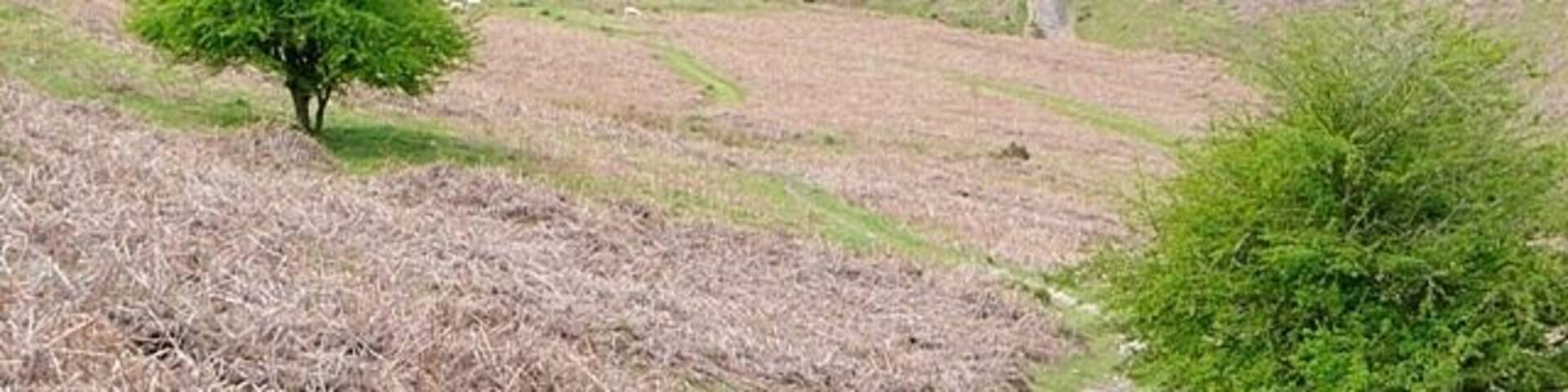 Cwm Gwenffrwd The path is a good one and the drop into the cwm is not as steep as it looks.