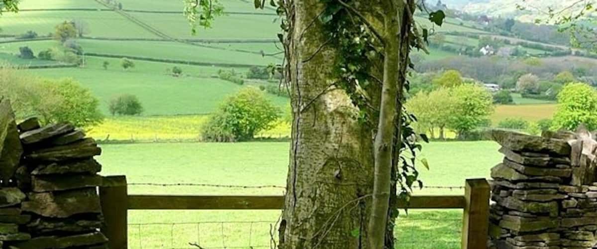 North of Coed Cefn The gateway has been out of use for a long time, judging by the size of the tree that has grown up in front of it.