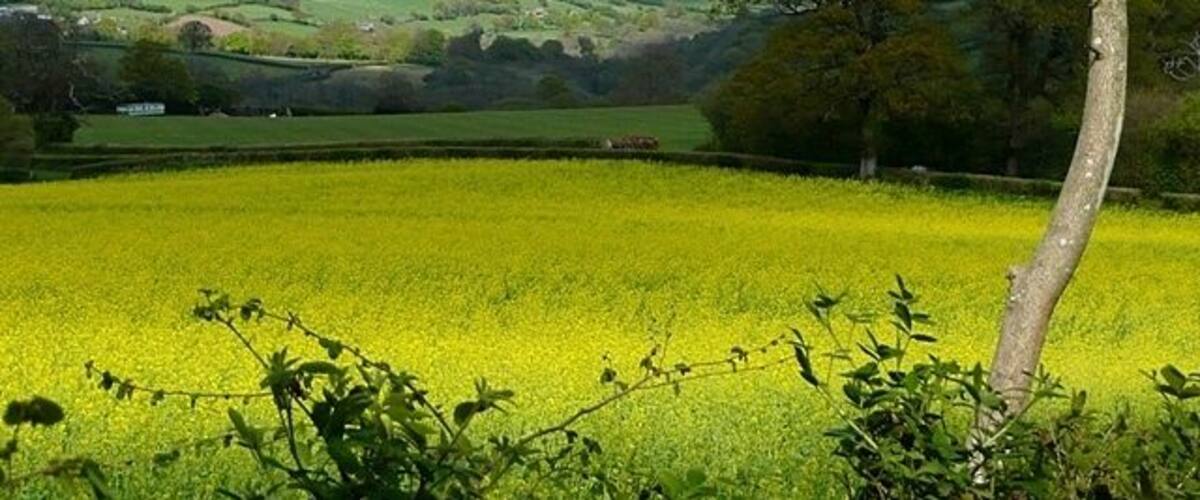 North of Coed Cefn I vowed I would not take any pictures of the yellow stuff this year. But you get drawn in don't you? Especially as this one was in such contrast to the light on the tree to the right and the hillside behind.