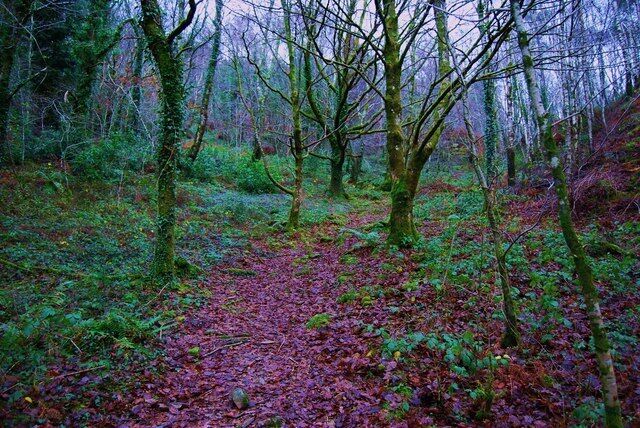 Footpath through broad leaved woodland The RSPB has a programme of improvement of the broadleaved woodland on this site to create and better environment for birds. In my opinion that is better for walkers too. http://google.rspb.org.uk/search?q=Coed+Garth+Gell&site=default_collection&getfields=title.type.icon.description&client=rspb2&proxystylesheet=rspb2&output=xml_no_dtd&sort=date%3AD%3AL%3Ad1&spell=1&proxyreload=0&entqr=0&ud=1&oe=UTF-8&ie=UTF-8&x=42&y=21