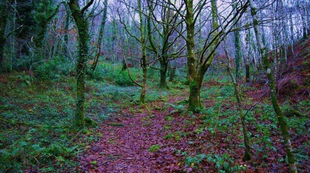 Footpath through broad leaved woodland The RSPB has a programme of improvement of the broadleaved woodland on this site to create and better environment for birds. In my opinion that is better for walkers too. http://google.rspb.org.uk/search?q=Coed+Garth+Gell&site=default_collection&getfields=title.type.icon.description&client=rspb2&proxystylesheet=rspb2&output=xml_no_dtd&sort=date%3AD%3AL%3Ad1&spell=1&proxyreload=0&entqr=0&ud=1&oe=UTF-8&ie=UTF-8&x=42&y=21