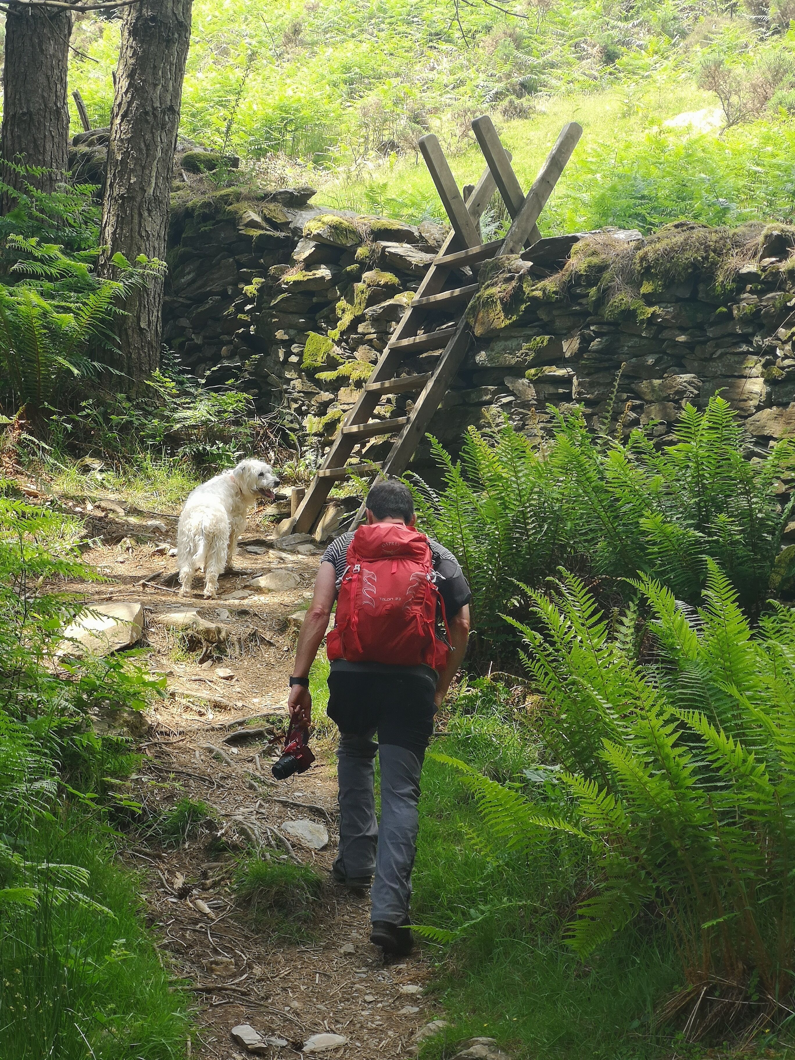 Poppy waiting to be picked up and carried over the stile