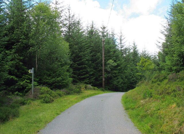 A narrow road winding through a dense forest with a speed limit sign of 40.