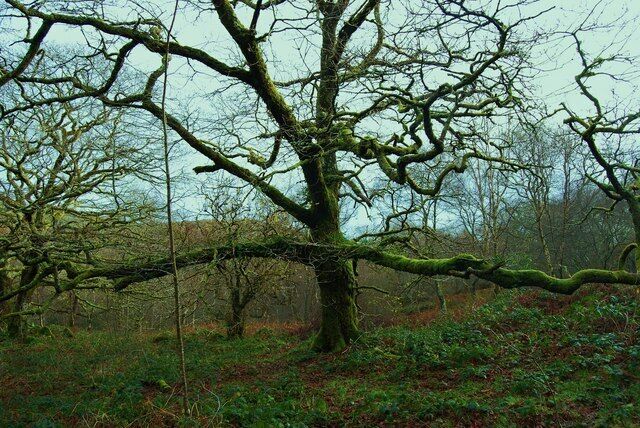 Wonderful old tree Great oak tree spreading to fill the space available, well decorated with lichens, mosses and fungae.