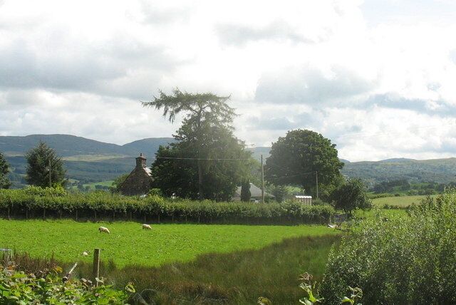 A singular tree in front of Braich-y-fedw farmhouse 545384