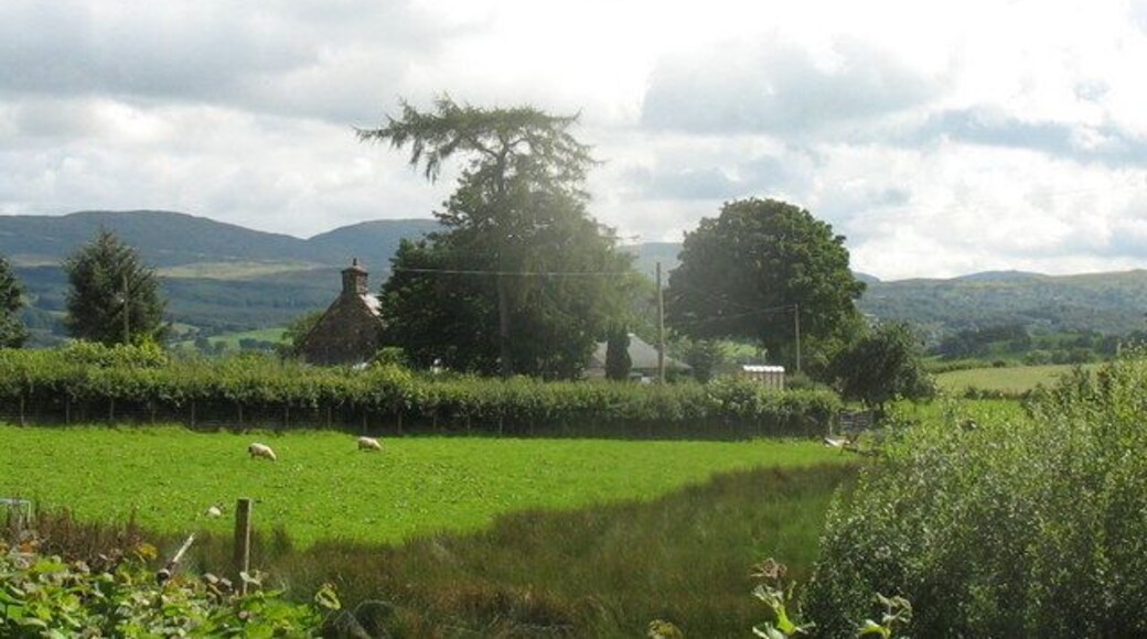 A singular tree in front of Braich-y-fedw farmhouse 545384