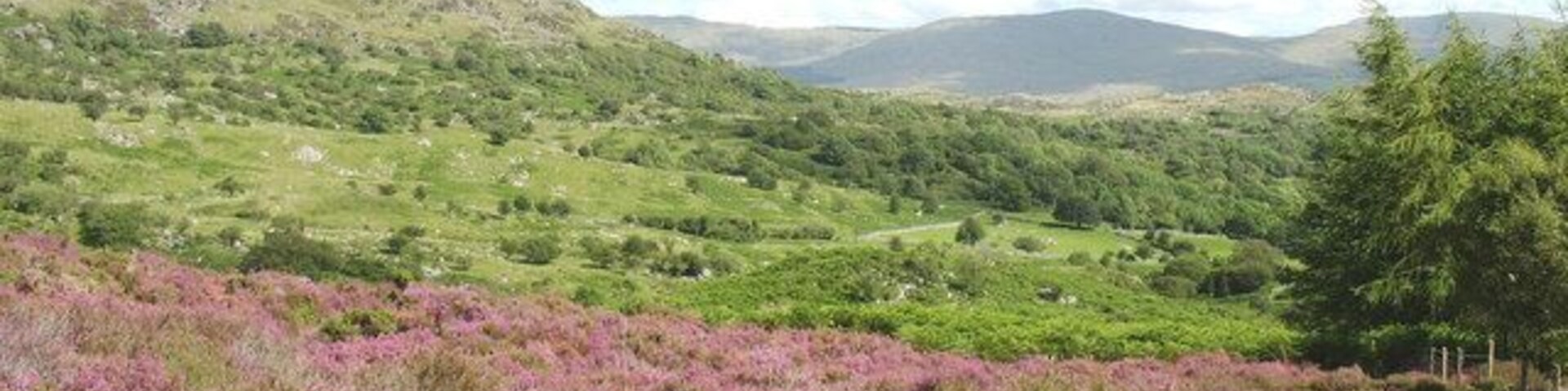 Un paisaje montañoso con brezo y campos verdes.