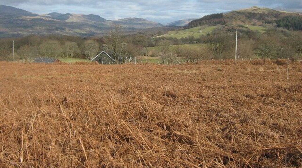 Dead bracken near Ty'n y clawdd Looking south east towards Y Foel.