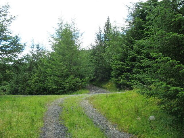 A gravel path winding through a forested area with dense green trees.