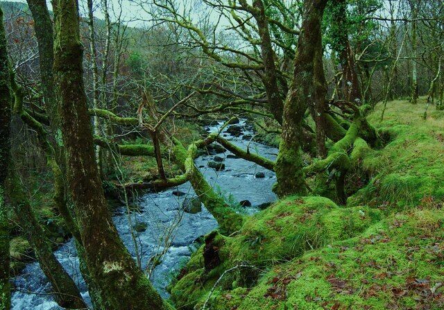 Typical temperate rainforest trees These broadleaved trees growing beside Afon Cwm-mynach are covered in mosses and fungi typical of the Celtic Rainforest.