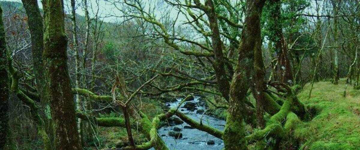 Typical temperate rainforest trees These broadleaved trees growing beside Afon Cwm-mynach are covered in mosses and fungi typical of the Celtic Rainforest.