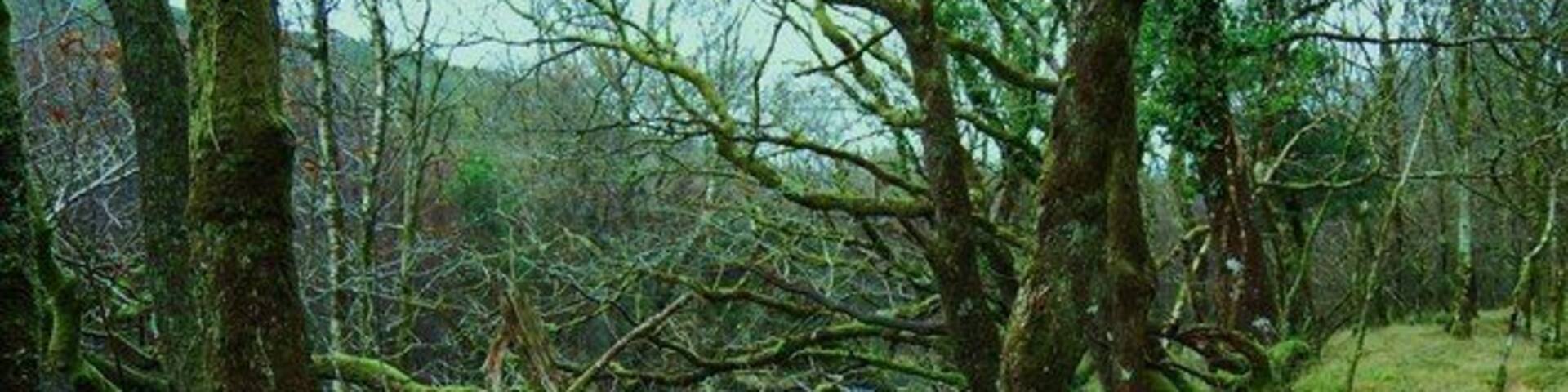 Typical temperate rainforest trees These broadleaved trees growing beside Afon Cwm-mynach are covered in mosses and fungi typical of the Celtic Rainforest.