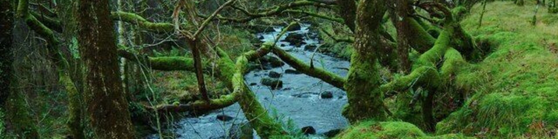 Typical temperate rainforest trees These broadleaved trees growing beside Afon Cwm-mynach are covered in mosses and fungi typical of the Celtic Rainforest.