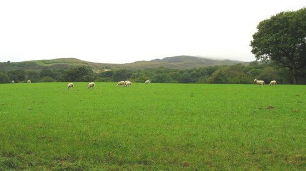 Sheep pastures