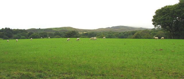 A green field with sheep grazing, hills in the background, and a large tree on the right.