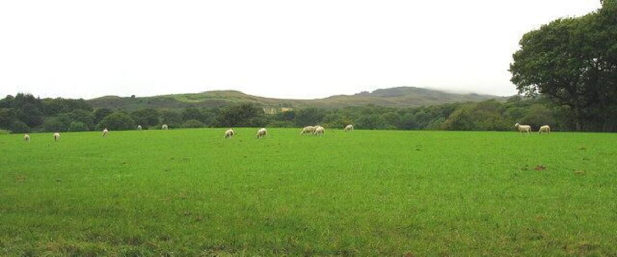 A green field with sheep grazing, hills in the background, and a large tree on the right.