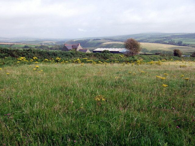 Field with ragwort There are several isolated farms perched on the northern side of the valley of the upper Afon Cleddau. This one appears to be called Coedrwm.