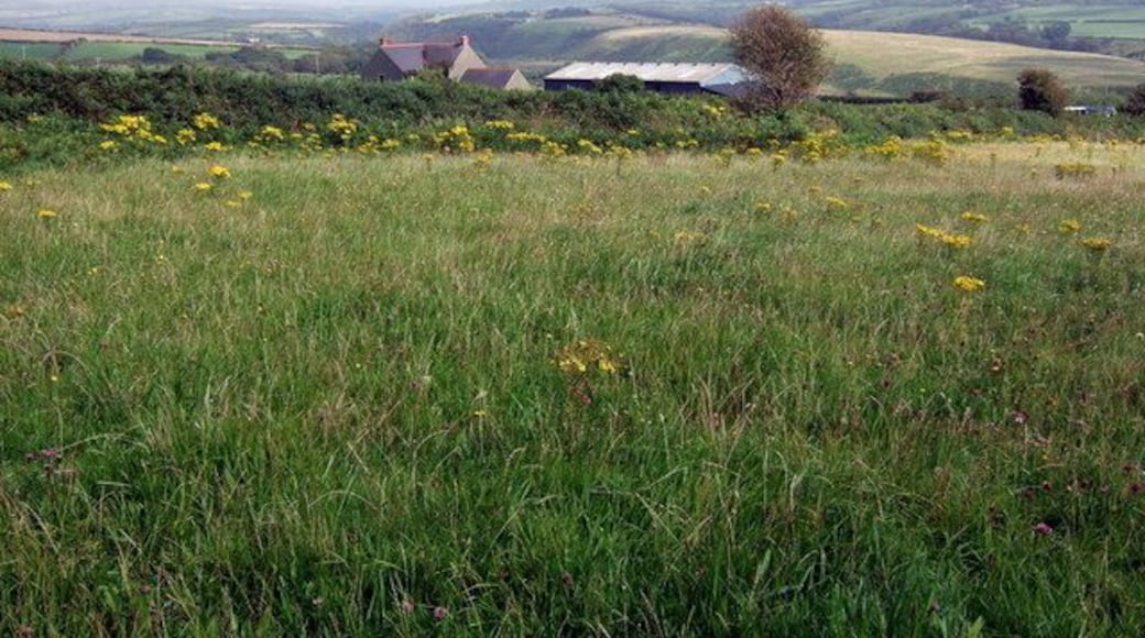 Field with ragwort There are several isolated farms perched on the northern side of the valley of the upper Afon Cleddau. This one appears to be called Coedrwm.