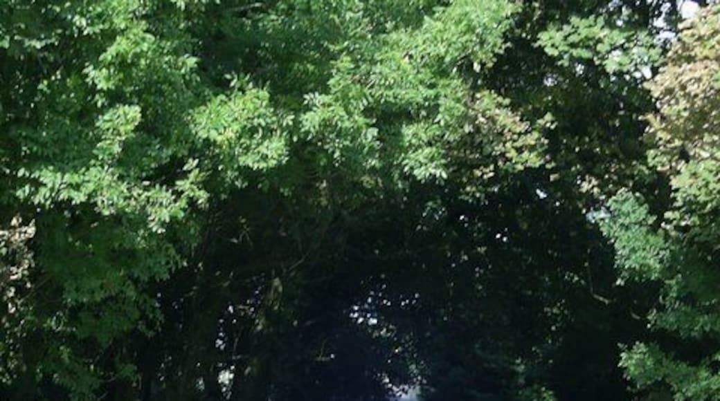 Tree-lined road through Granston The trees in full leaf provide shade for the road along Granston Farm and Granston Hall.