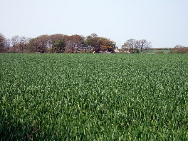 Trearched over a wheat field C18 farmhouse of Trearched (spelt incorrectly on OS map as Tre-yarched) viewed from the road, across a green sea of young wheat.