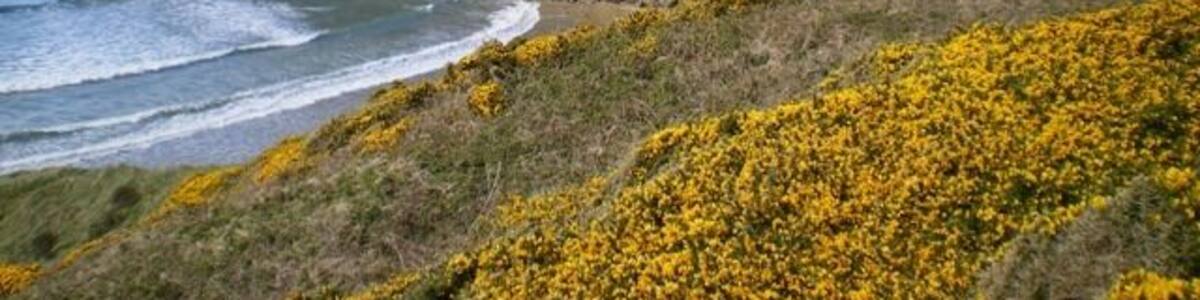 Eine Küstenlandschaft mit Klippen, gelben Blumen und dem Meer.
