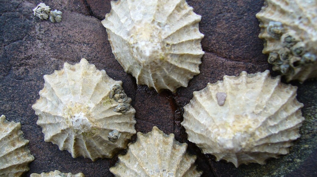 A group of common limpets (Patella vulgata) in Pembrokeshire, Wales
