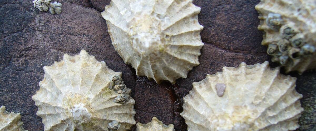 A close-up of sea urchins on a rocky surface.