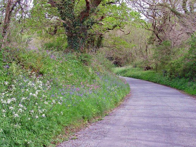 Bluebells and campion on a bank: Park Ford, Spittal