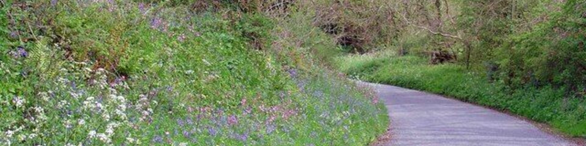 Uma estrada estreita e sinuosa, rodeada por vegetação exuberante e flores silvestres.
