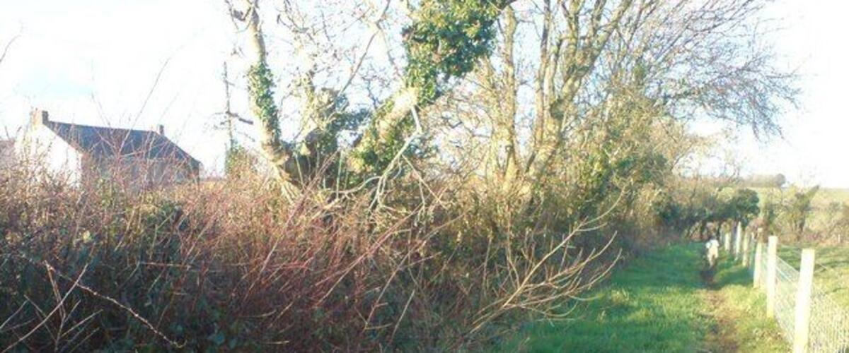 A rural path with overgrown vegetation and a fence on one side.