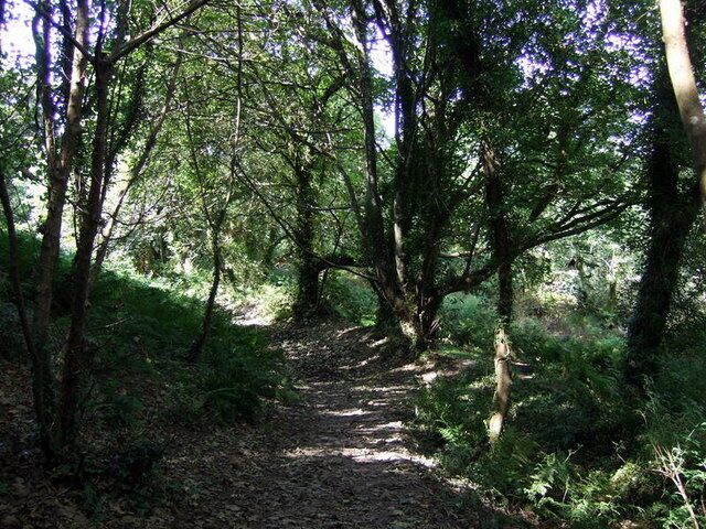 Um caminho arborizado com árvores densas e vegetação rasteira.